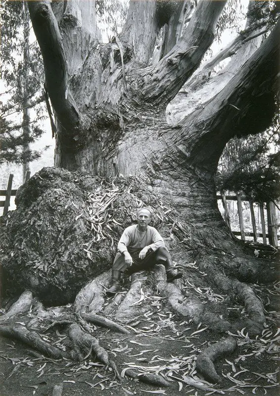 Edward Weston, Tree, Carmel, California by Ansel Adams