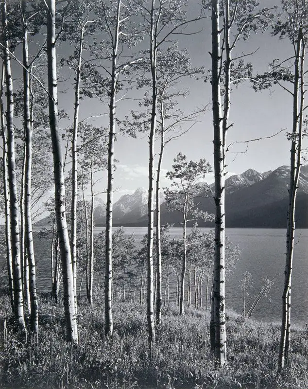 Aspen Grove, Jackson Lake, Grand Teton National Park by Ansel Adams