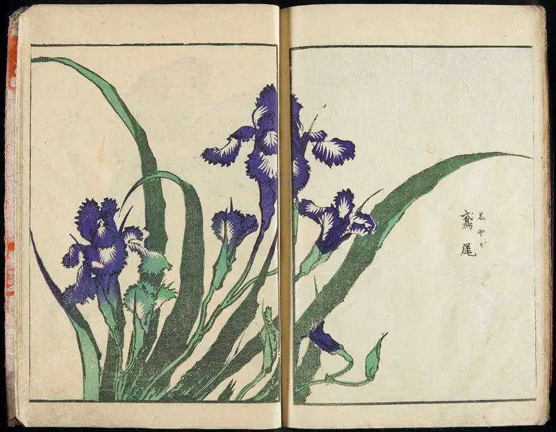 Transmitting the Spirit and Revealing the Form of Things: Hokusai's Garden of Pictures, vol. 1 complete by Katsushika Hokusai