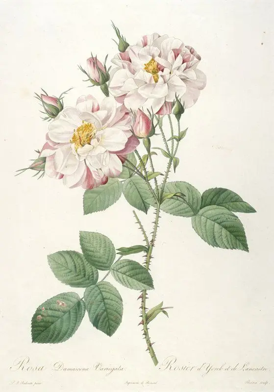 Rosa damascene variegata (Rosebush of York and Lancaster) by Engraver: Bessin