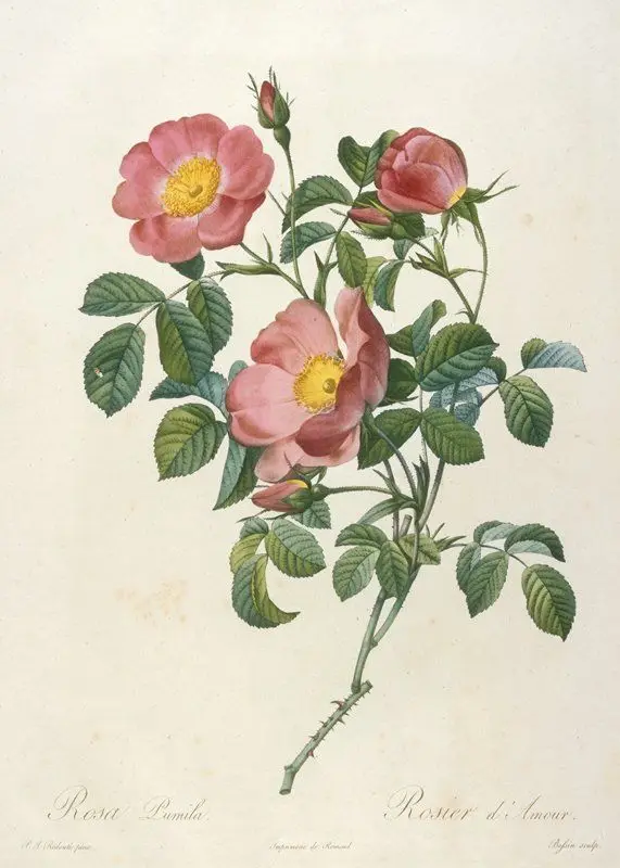 Rosier d'Amour, from La Couronne Des Roses by Engraver: Bessin