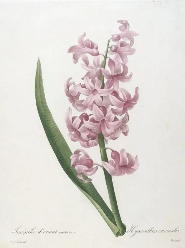 Jacinthe d'orient varité rose (Hyacinth), from Choix des Plus Belle Fleurs et des Plus Beaux Fruits by Engraver: Bessin