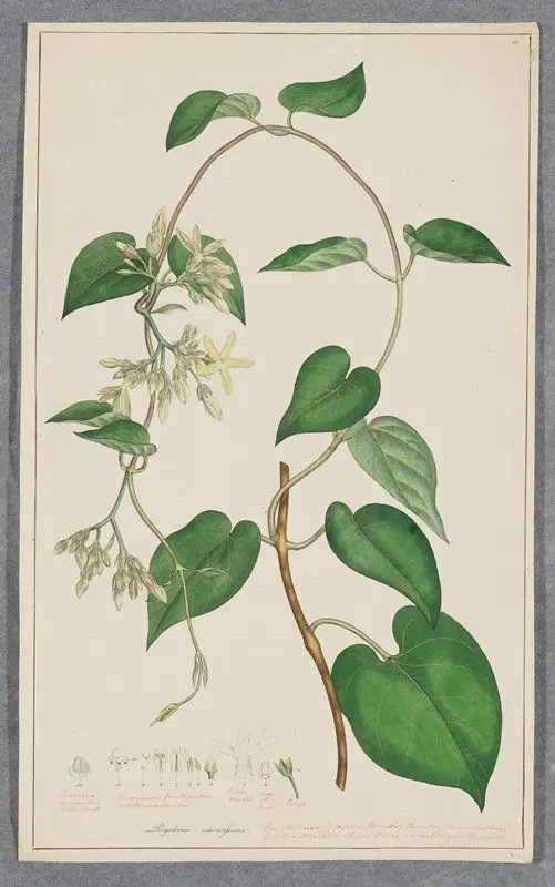 Pergularia odoratissima (Chinese Creeper) by James Sowerby