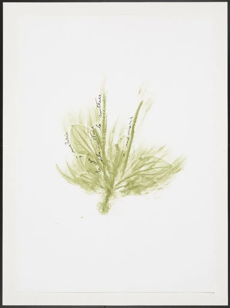 Untitled from Thirty-Three Herbs (Trentatre Erbe) by Giuseppe Penone