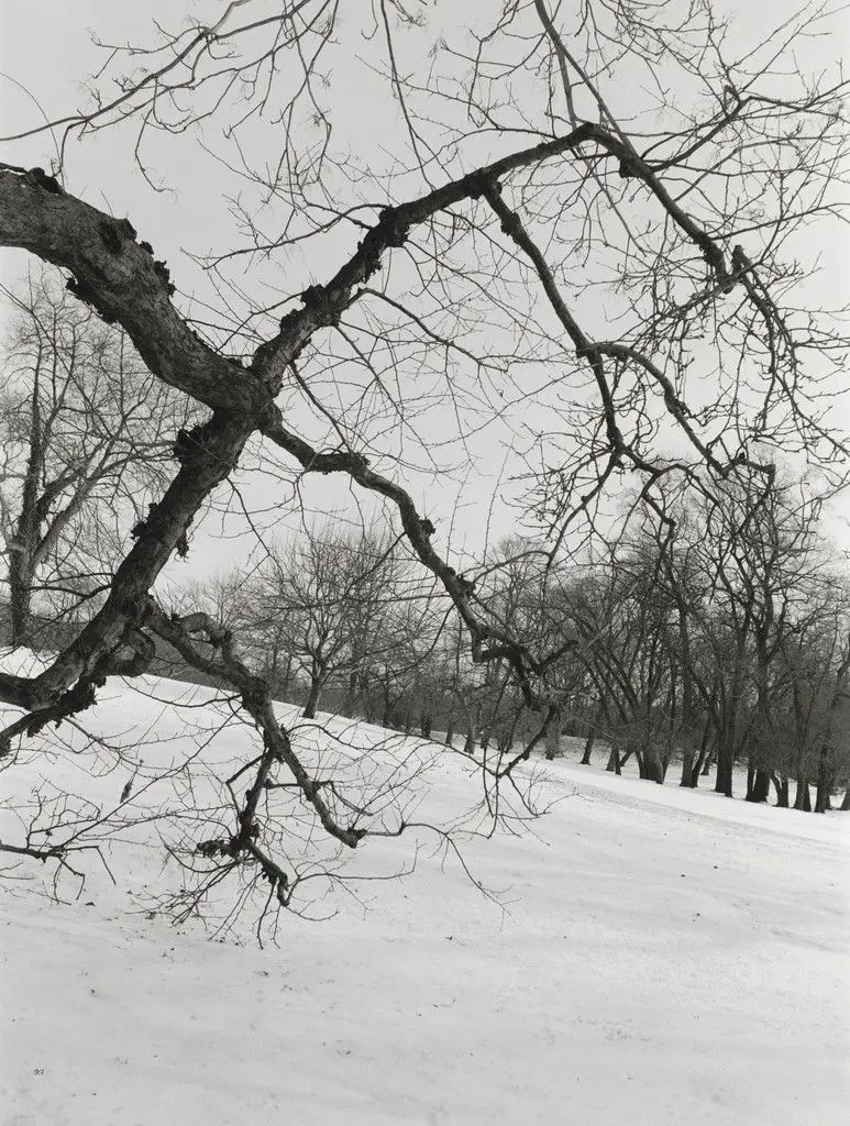 Long Island by Thomas Roma