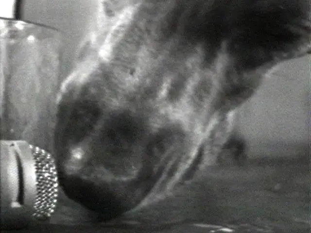 Selected Works: Reel 5 by William Wegman