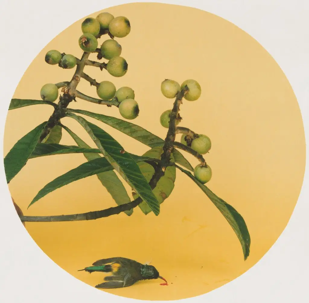 A Picture of Loquats and Mountain Birds by Zhau Ji by Hong Lei