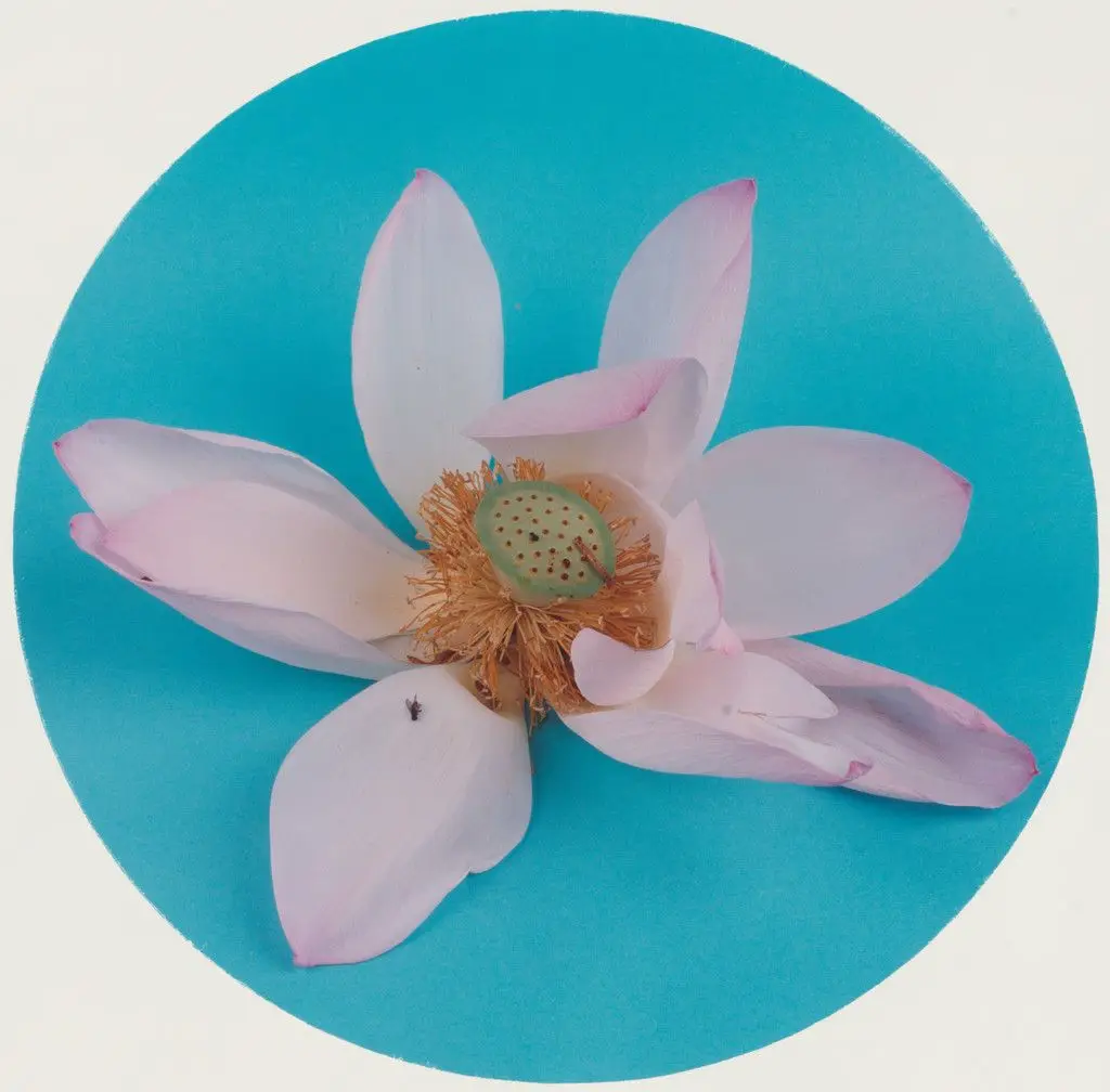 Dynasty Painting Lotus from the Water by Hong Lei