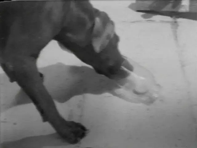 Selected Works: Reel 2 by William Wegman