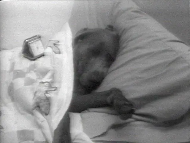 Selected Works: Reel 4 by William Wegman