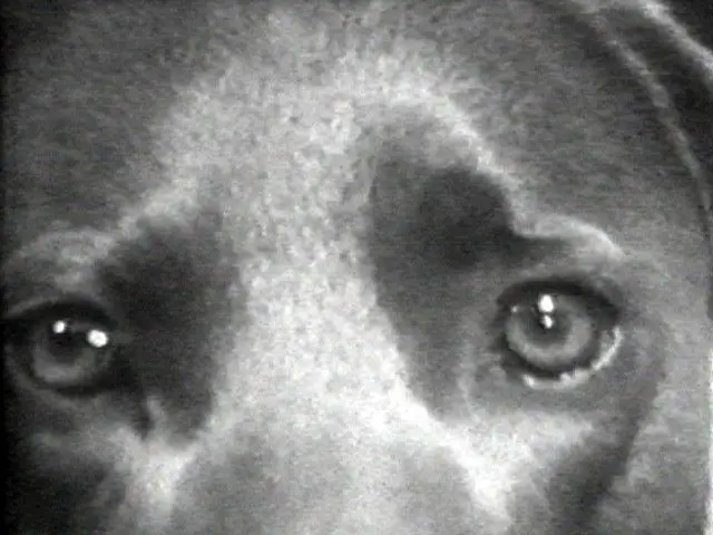 Selected Works: Reel 6 by William Wegman