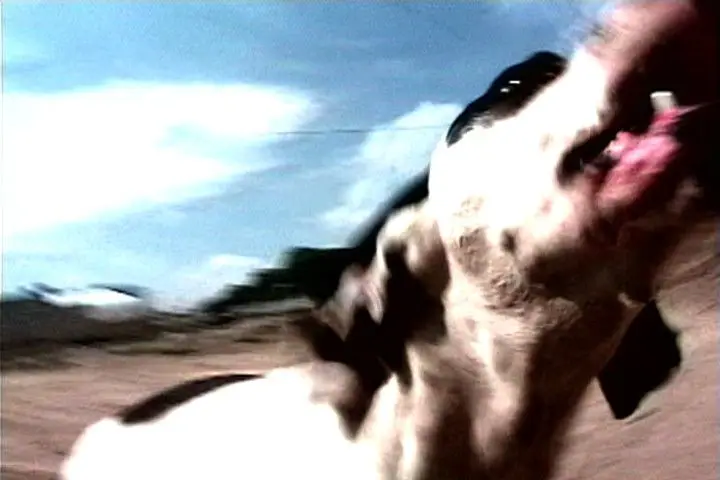 El Gringo from Point of View: An Anthology of the Moving Image by Francis Alÿs