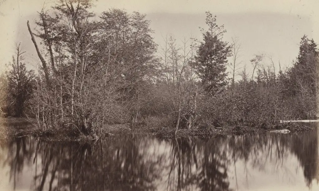 In a Swamp, Photographic Views and Studies of Canadian Scenery by Alexander Henderson