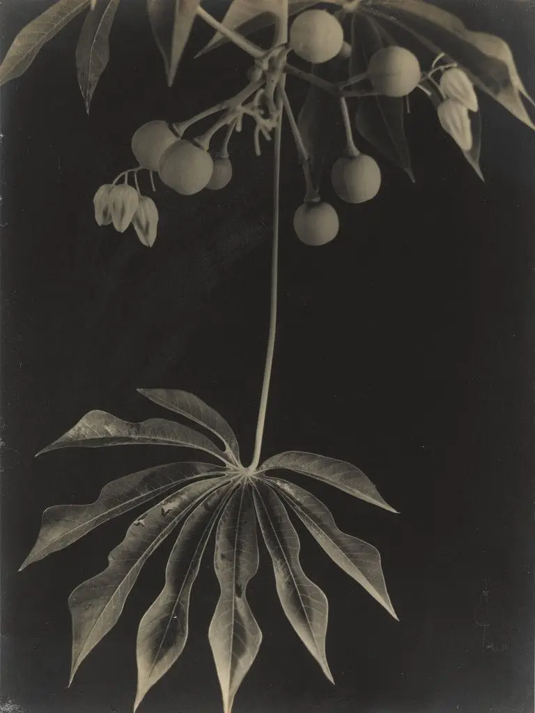 Manihot Grahamii/Hardy Tapioca, Fruits and Leaves by Anatole Saderman