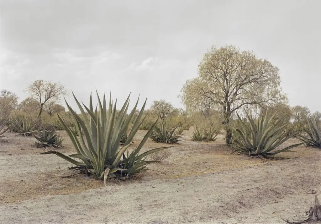 Agave Plants, Teotihuacan Region, Mexico by Adam Bartos