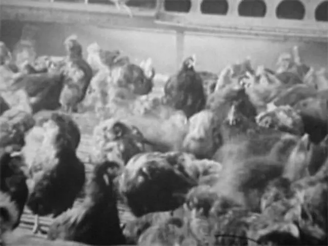 Rhode Island Red by Yvonne Rainer