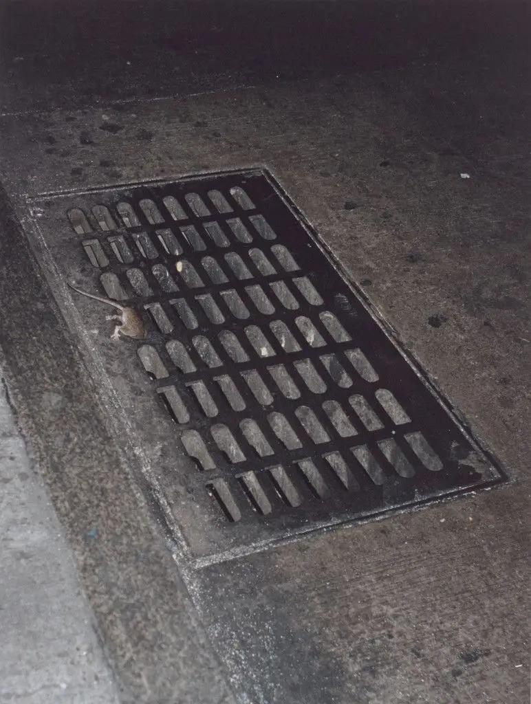 rat, disappearing by Wolfgang Tillmans