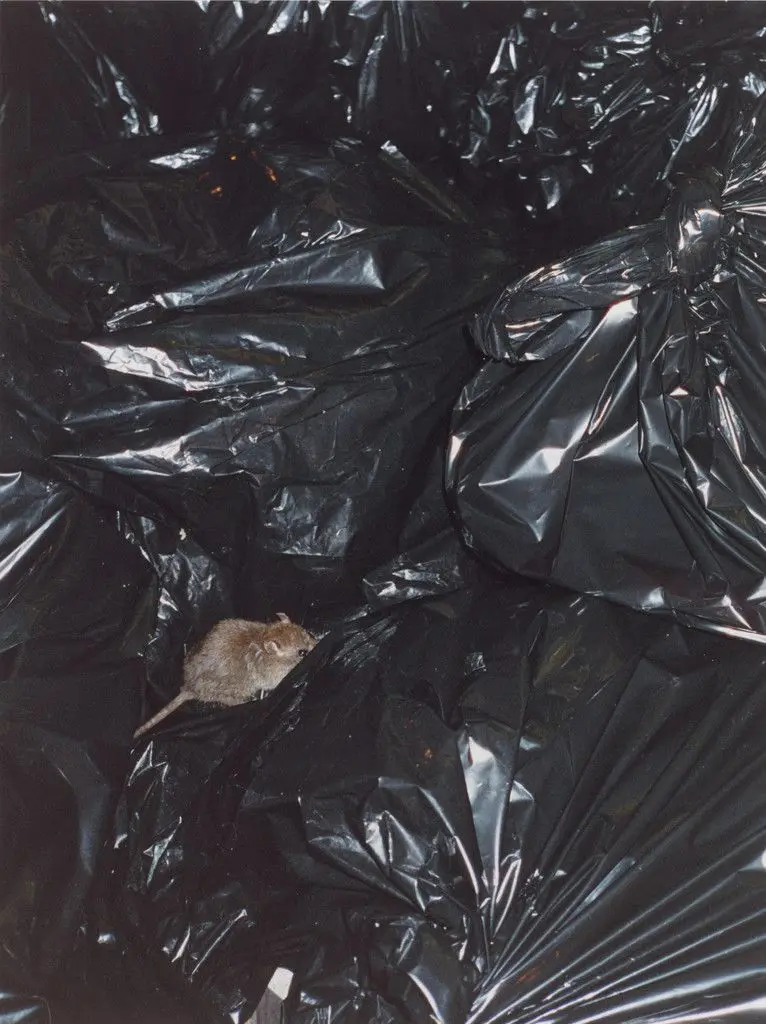 rat on trash bags by Wolfgang Tillmans