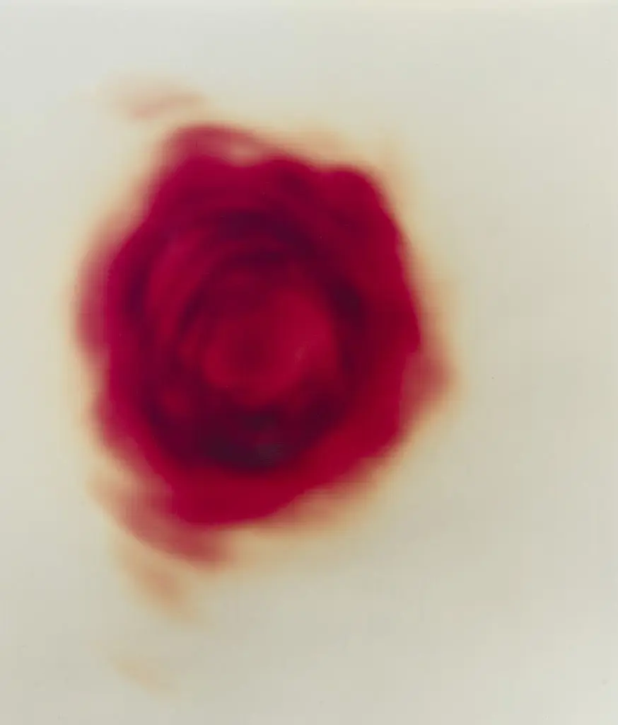 Rose by Wolfgang Tillmans