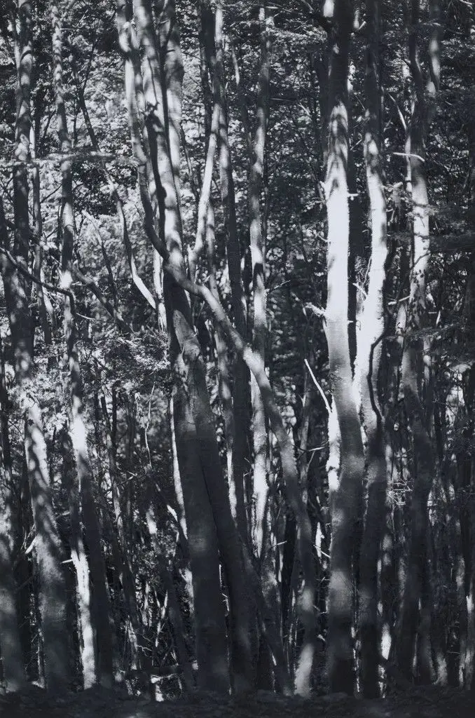 Wald (Tierra del Fuego) II by Wolfgang Tillmans