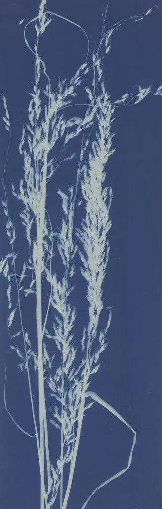 Indian Grass by Bertha Evelyn Jaques