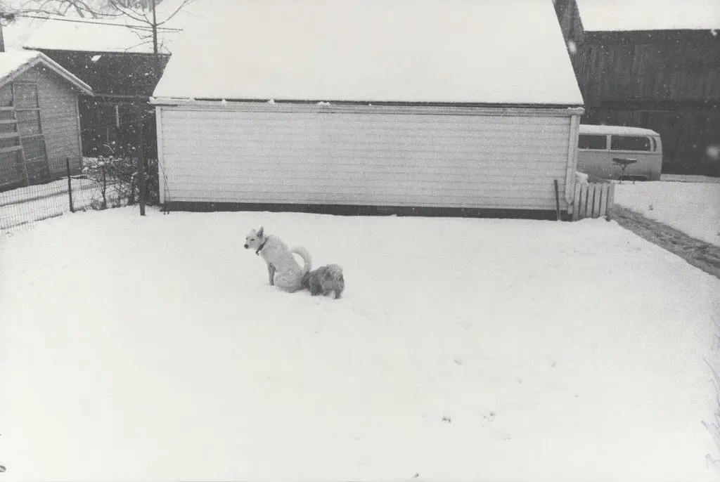 Honey Peeing in Snow, Iowa City by Bill Arnold