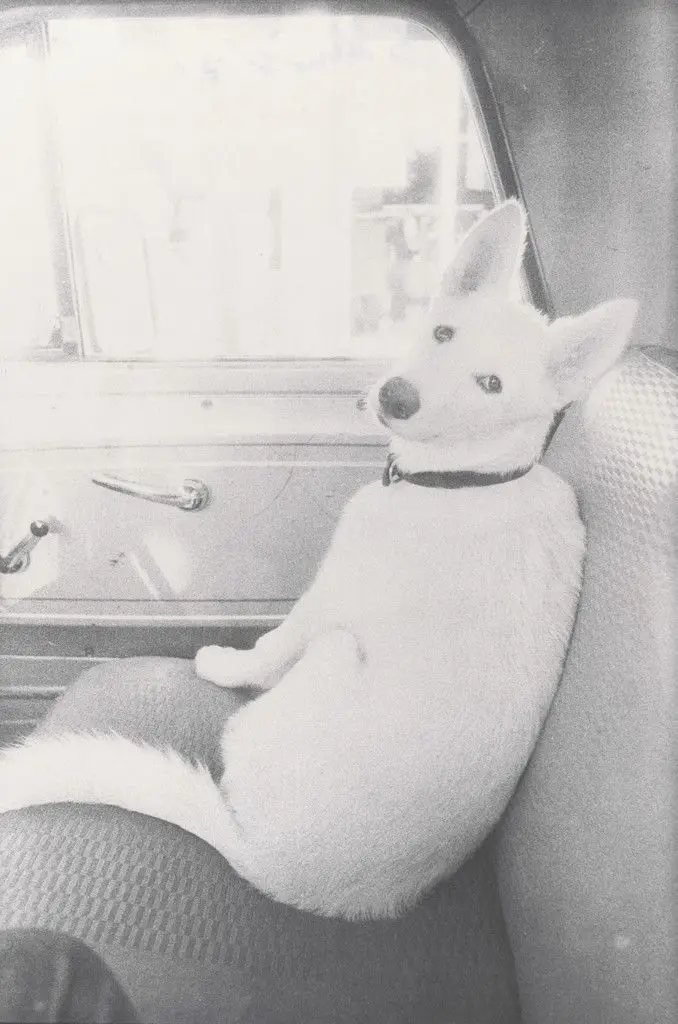 Honey in San Francisco Art Institute Truck by Bill Arnold