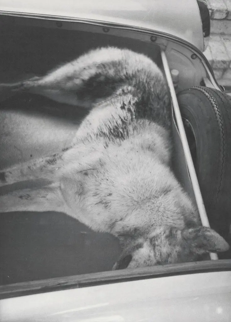 Honey in Trunk by Bill Arnold