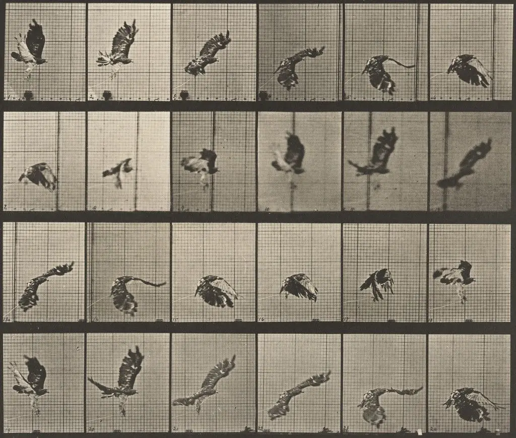 Red-Tailed Hawk Flying: Plate 763 from Animal Locomotion by Eadweard J. Muybridge