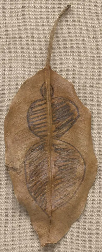 Untitled by Ana Mendieta