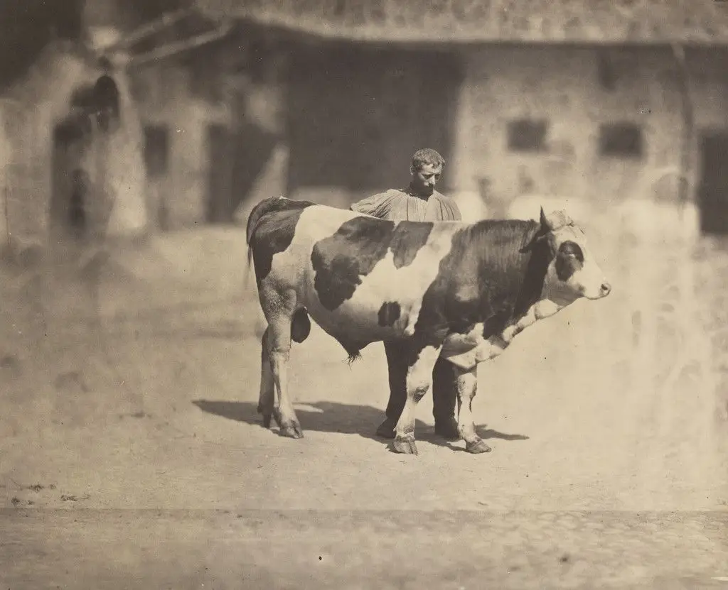 Study of a Bull with Handler by Adolphe Braun