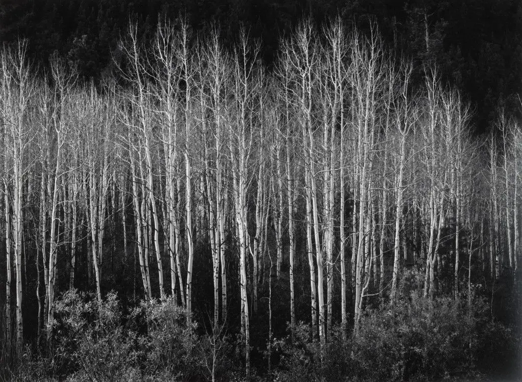 Aspens, Dawn, Autumn, Dolores River Canyon, Colorado by Ansel Adams