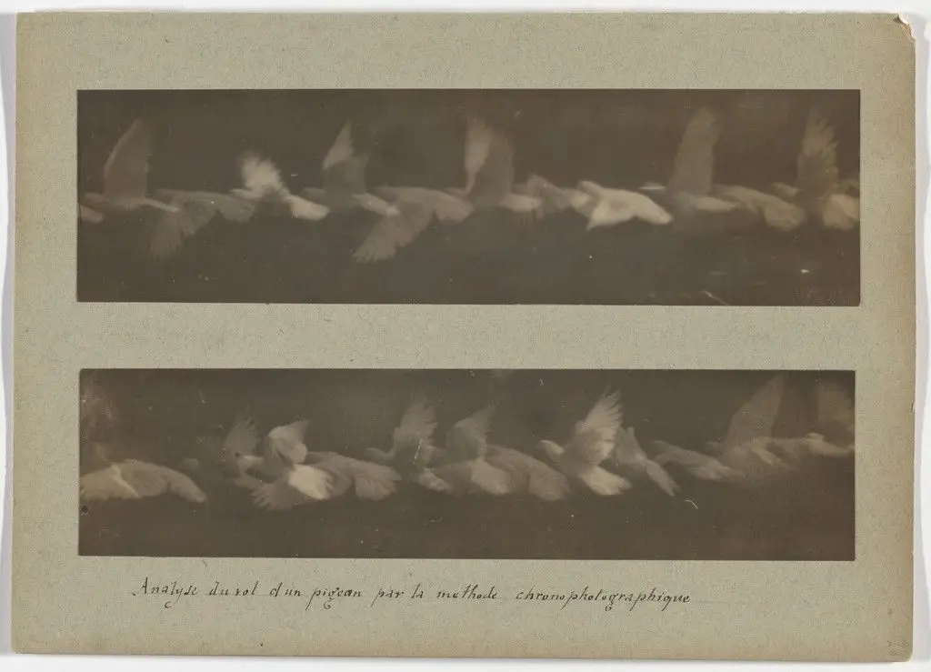 Analysis of the Flight of a Pigeon by the Chronophotographic Method by Étienne-Jules Marey