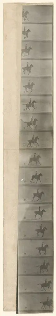 Untitled by Étienne-Jules Marey