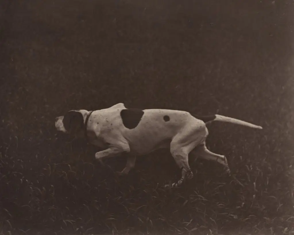 Hunting Dog by Adolphe Braun
