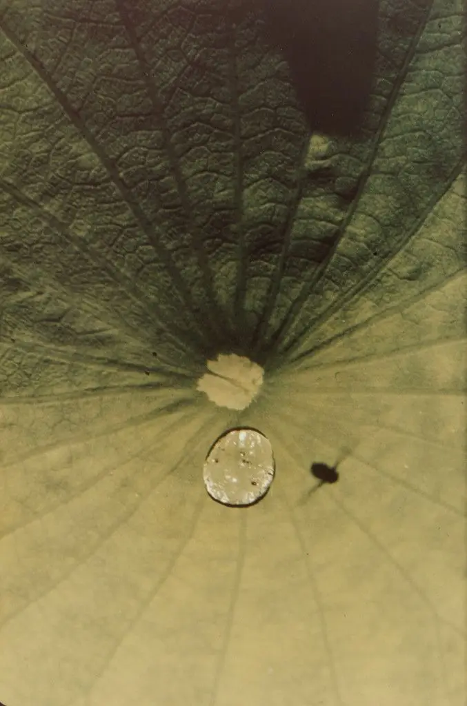 Untitled by Ernst Haas