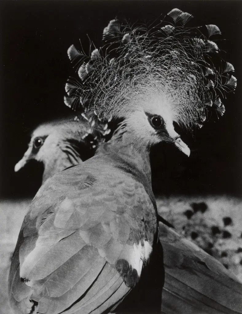 Bird by Nakaji Yasui (安井 仲治)