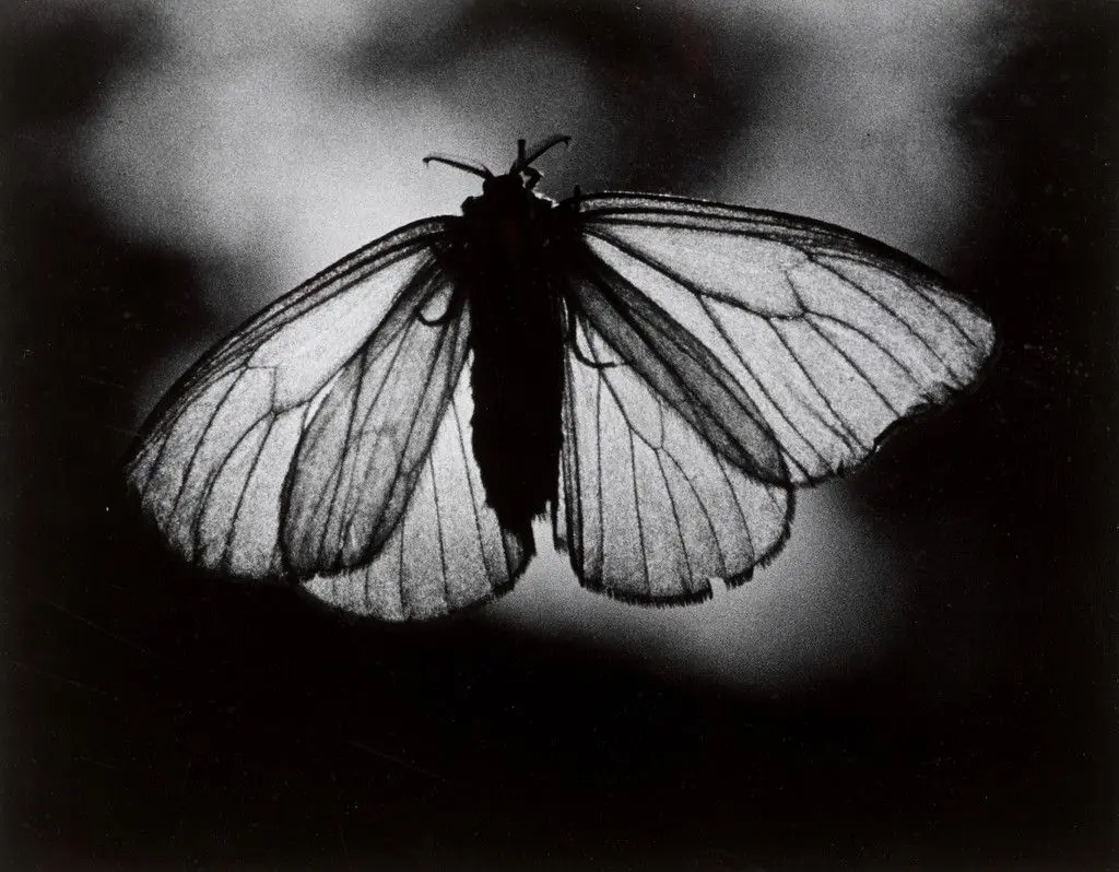 Butterfly by Nakaji Yasui (安井 仲治)