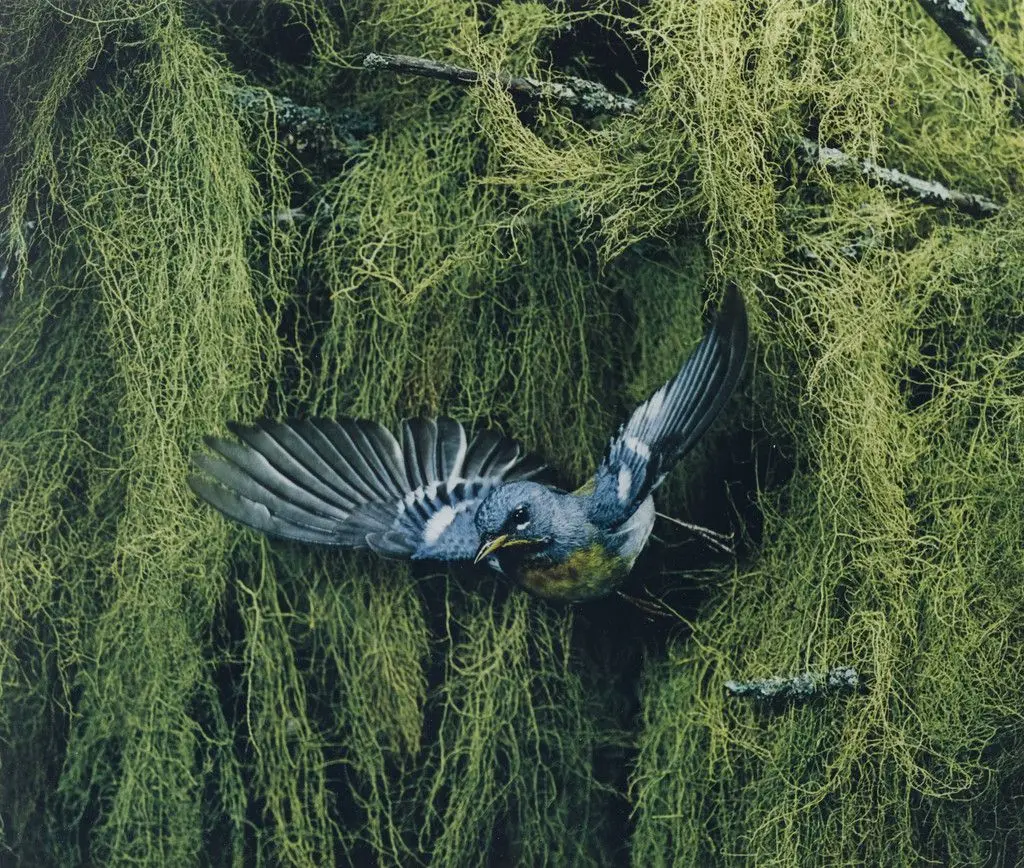 Parula Warbler, Great Spruce Head Island, Maine by Eliot Porter
