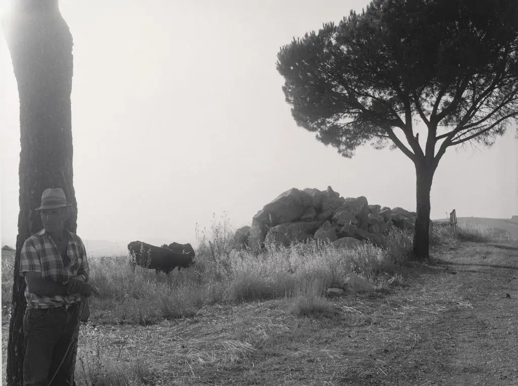 Cowherd near Road, Sicily by Thomas Roma