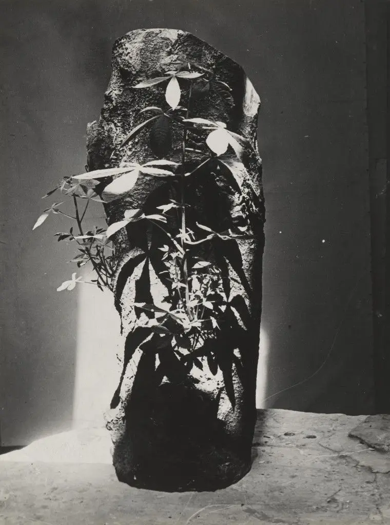 Untitled by Constantin Brancusi