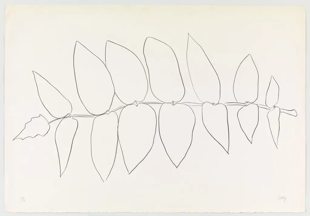 Ailanthus Leaves I (Vernis du Japon I) from Suite of Plant Lithographs by Ellsworth Kelly