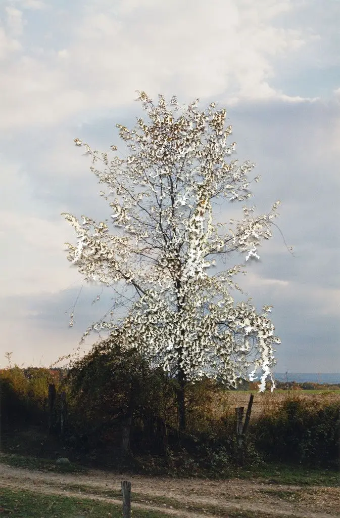 Where the sky fills in by Jim Hodges