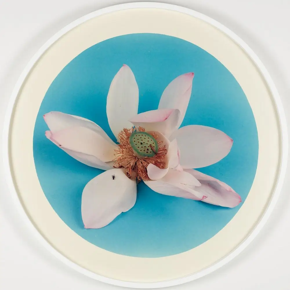 After Song-Dynasty Paintings—Wu Bing’s Lotus from Water by Hong Lei