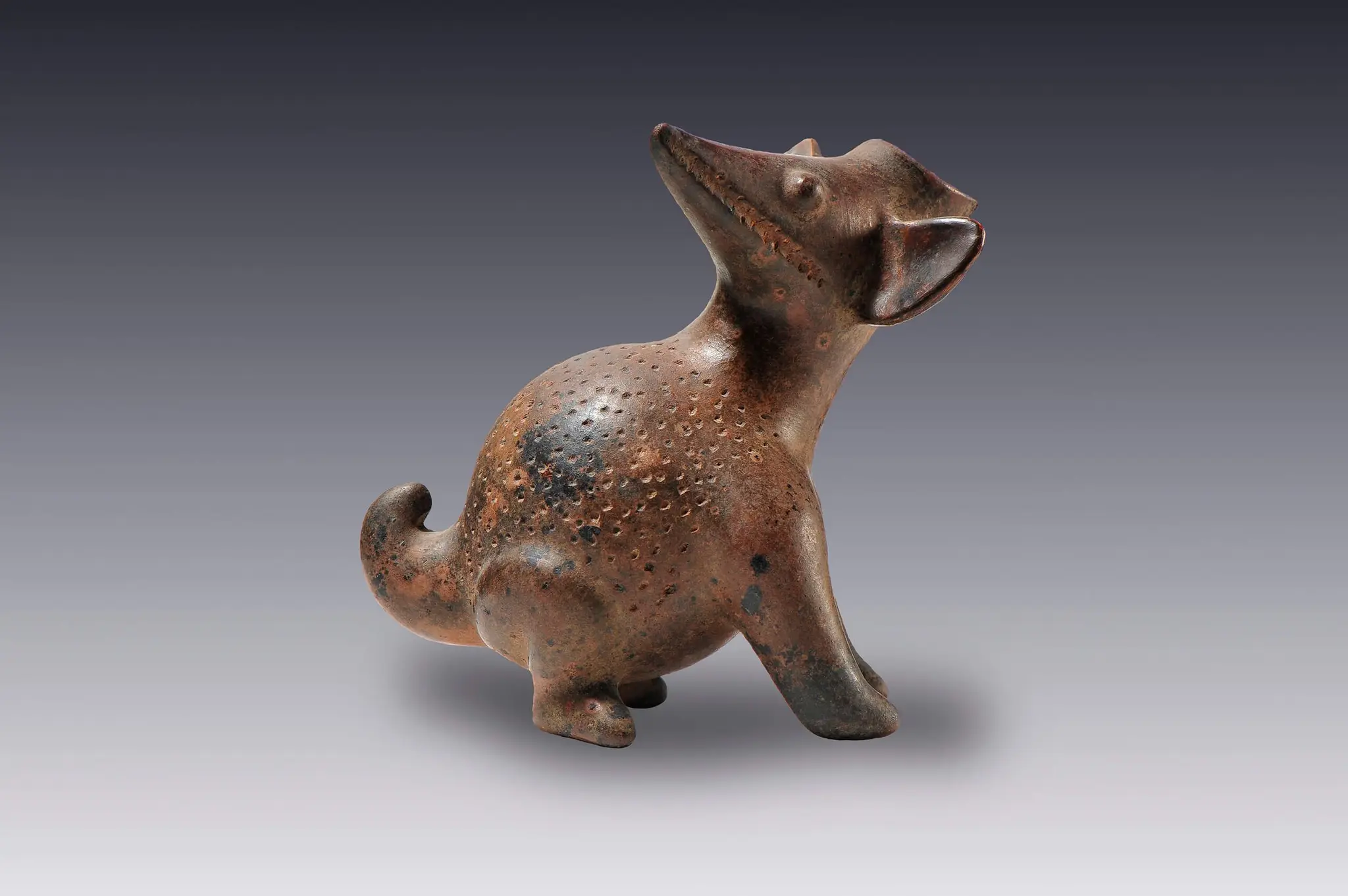 Pizote o coati by Tumbas de tiro