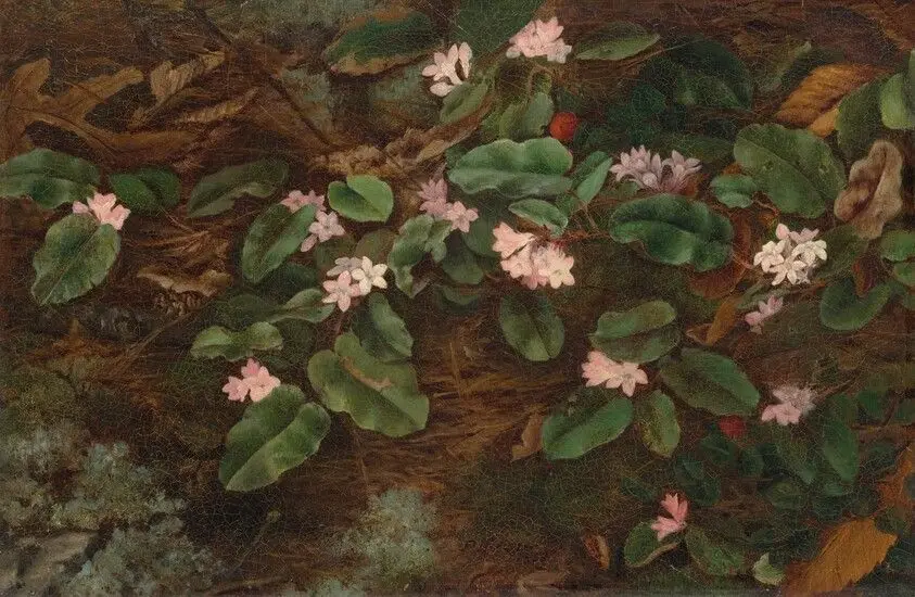 Trailing Arbutus by Bridges, Fidelia