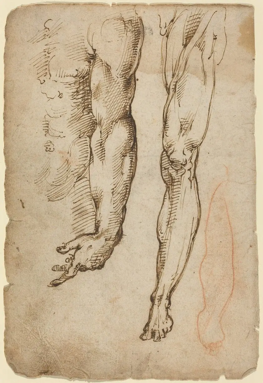 Anatomical Studies by Beccafumi, Domenico