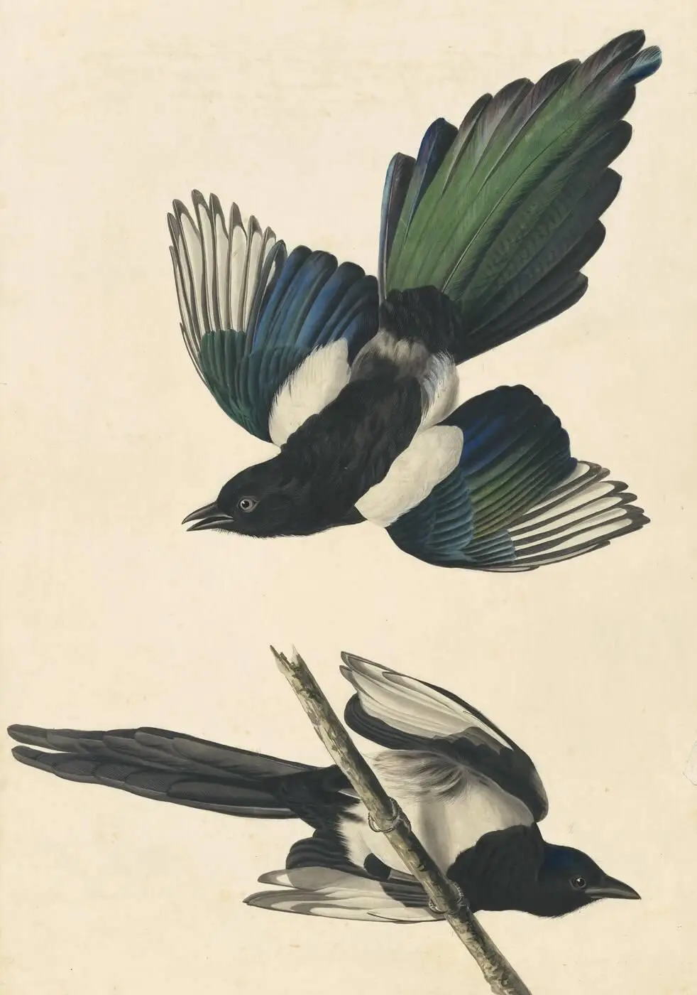 Black-billed Magpie (Pica pica), Havell plate no. 357 by John James Audubon