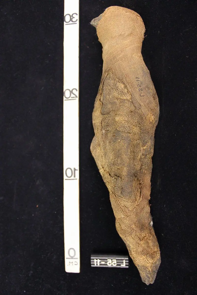 Mummy, Falcon by Unknown artist