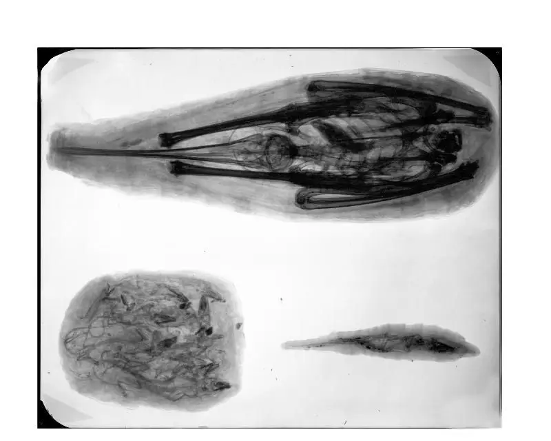 Mummy, Lizard by Unknown artist